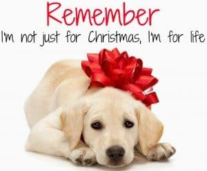 Do not buy a puppy for Christmas