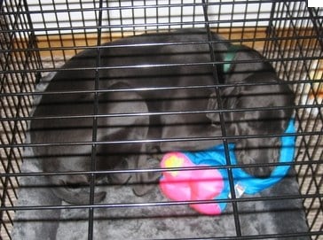 Puppy enjoying crate