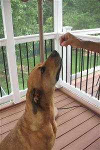 Dog Obedience Maryland