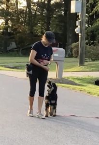 dog and puppy training Maryland