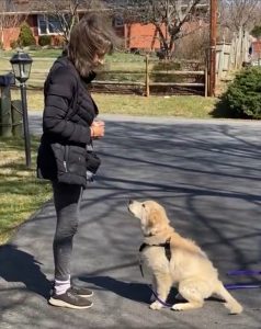 Dog and puppy training Maryland
