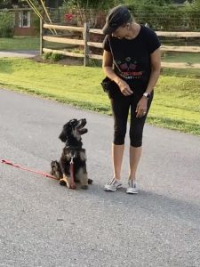 Puppy training Maryland