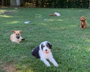 Puppy board and train Maryland