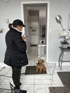 Puppy training camp Silver Spring Maryland