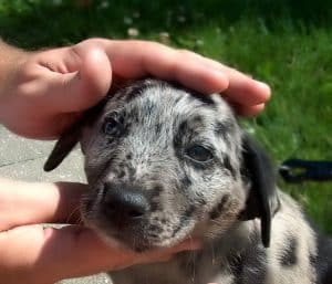 Reward your puppy for sitting