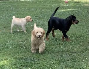 Puppy board and Train Maryland
