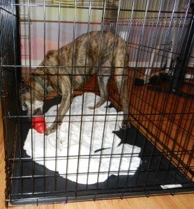 Teaching relaxation for dogs - Silver Spring, Rockville, Bethesda Maryland