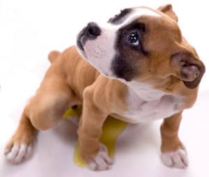 New puppy housebreaking