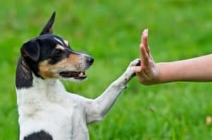 Dog training experts Silver Spring Maryland