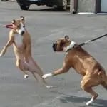 Dog Leash Reactivity