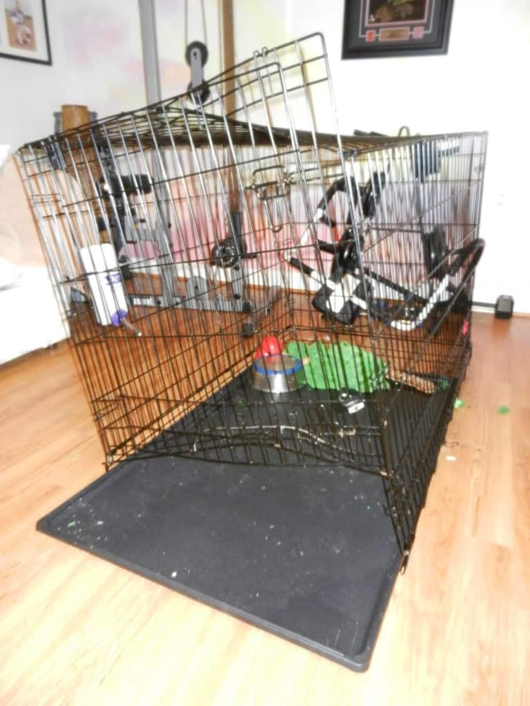 Separation anxiety in dogs