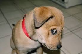 Puppy training Silver Spring MD