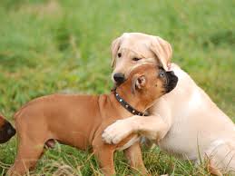 Puppy board and train- Silver Spring