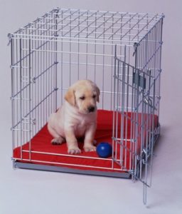 puppy training - crate training
