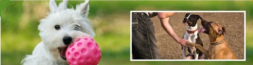 Dog Day Training Maryland