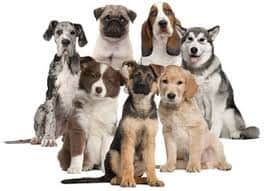 choosing the right dog for your family - Silver Spring Dog training Maryland