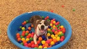 Dog enrichment affects your dogs behavior 