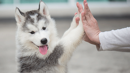 husky puppies high five