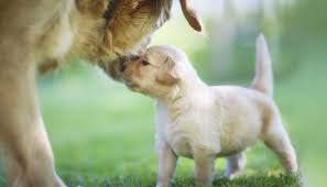 Puppy board and train - Silver Spring MD