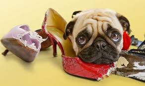 Puppy behavior training consultation Maryland