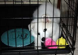 Crate training your puppy 