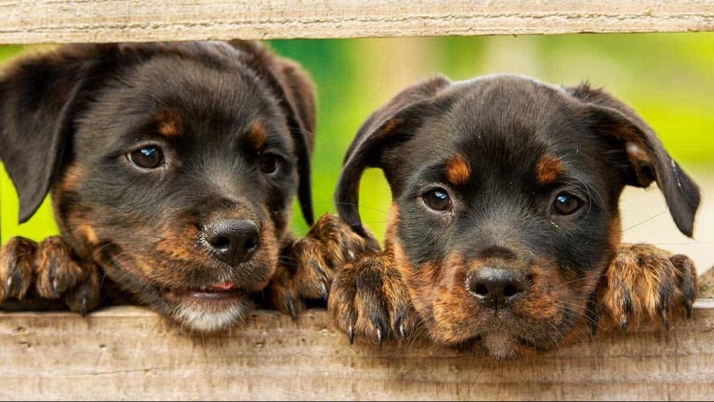 two puppies looking on