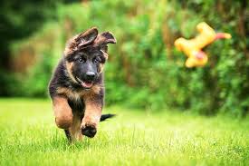  Dog training come when called - Bethesda Maryland