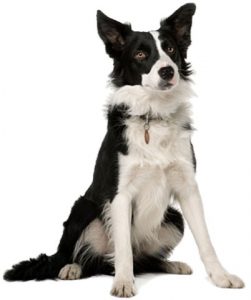 Puppy obedience training Bethesda Maryland