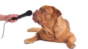 Dog training Silver Spring Maryland