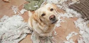 Dog behavior - Destructive chewing 