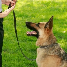 dog training teaching dog to stay - Kensington Maryland