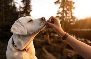 Positive reinforcement dog training - Silver Spring Maryland